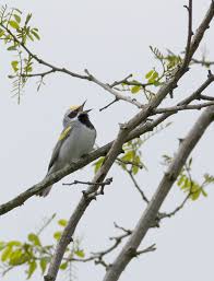 Image result for Vermivora chrysoptera