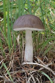 Attēlu rezultāti vaicājumam “Leccinum”