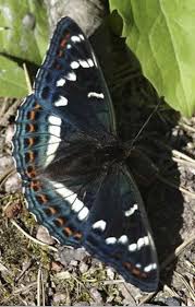 Attēlu rezultāti vaicājumam “Limenitis populi upperside”