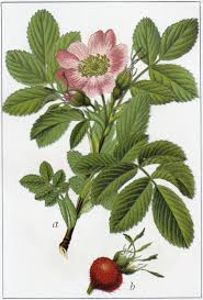 Attēlu rezultāti vaicājumam “Rosa villosa”