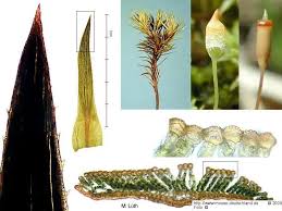 Attēlu rezultāti vaicājumam “Pogonatum urnigerum”