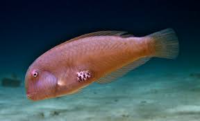 Image result for Xyrichtys novacula