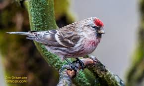 Attēlu rezultāti vaicājumam “Carduelis flammea”