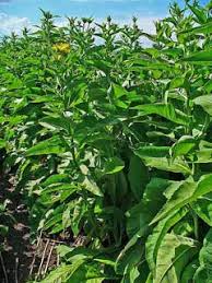 Attēlu rezultāti vaicājumam “Inula helenium leaf”