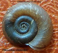 Attēlu rezultāti vaicājumam “Planorbis planorbis”