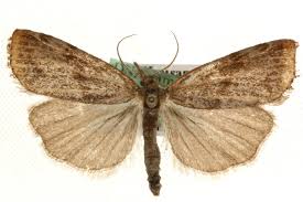 Attēlu rezultāti vaicājumam “Pediasia fascelinella”