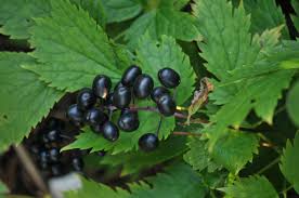 Attēlu rezultāti vaicājumam “Actaea spicata fruit”