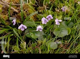 Attēlu rezultāti vaicājumam “Viola palustris”