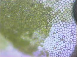 Attēlu rezultāti vaicājumam “Jungermannia hyalina cells”