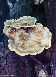 Attēlu rezultāti vaicājumam “Polyporus varius”