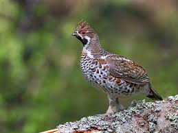 Attēlu rezultāti vaicājumam “Tetrastes bonasia”