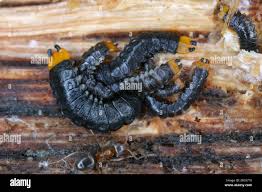 Attēlu rezultāti vaicājumam “Lycidae”