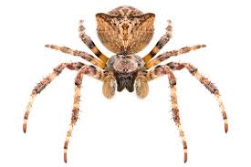 Attēlu rezultāti vaicājumam “Araneus angulatus”