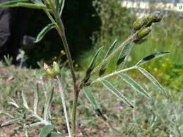 Attēlu rezultāti vaicājumam “Astragalus arenarius flower”