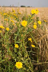 Image result for Chrysanthemum segetum