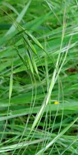 Attēlu rezultāti vaicājumam “Arrhenatherum elatius”