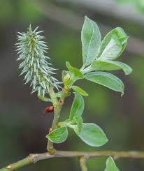 Attēlu rezultāti vaicājumam “Salix caprea”