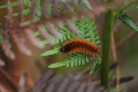 Attēlu rezultāti vaicājumam “Spilosoma sp.”