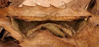 Attēlu rezultāti vaicājumam “Endromidae”