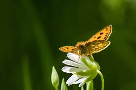 Attēlu rezultāti vaicājumam “Carterocephalus silvicolus”