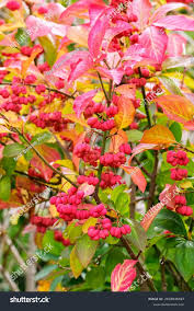 Attēlu rezultāti vaicājumam “Euonymus europaeus fruit”