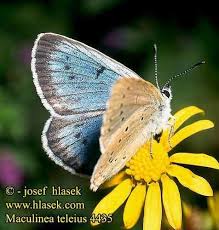 Attēlu rezultāti vaicājumam “Maculinea teleius underside”