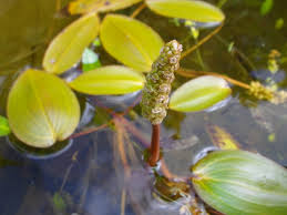 Attēlu rezultāti vaicājumam “Potamogeton natans”