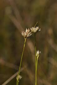 Attēlu rezultāti vaicājumam “Rhynchospora alba flower”