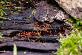 Attēlu rezultāti vaicājumam “Hemitrichia calyculata”