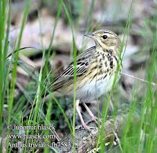 Attēlu rezultāti vaicājumam “Anthus trivialis”