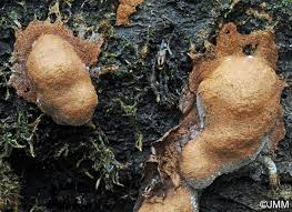 Attēlu rezultāti vaicājumam “Oligonema favogineum young”