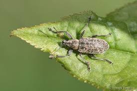 Attēlu rezultāti vaicājumam “Polydrusus tereticollis”