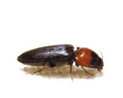 Attēlu rezultāti vaicājumam “Cardiophorus ruficollis”