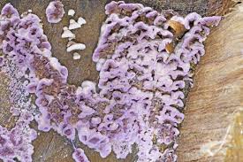 Attēlu rezultāti vaicājumam “Chondrostereum purpureum”