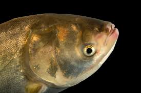 Image result for Hypophthalmichthys molitrix