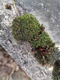 Attēlu rezultāti vaicājumam “Grimmia pulvinata”