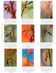 Attēlu rezultāti vaicājumam “Polistes”