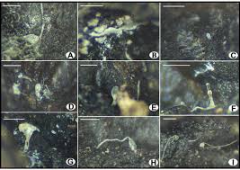 Attēlu rezultāti vaicājumam “Lamproderma puncticulatum stalked”