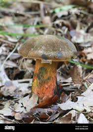 Attēlu rezultāti vaicājumam “Sutorius luridiformis”