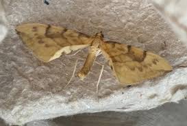 Attēlu rezultāti vaicājumam “Eulithis pyraliata”