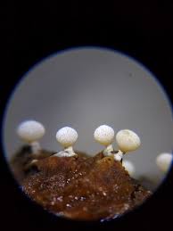 Attēlu rezultāti vaicājumam “Physarum contextum”