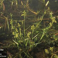 Attēlu rezultāti vaicājumam “Fellhanera subtilis”