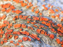 Attēlu rezultāti vaicājumam “Nectria sp., Neonectria sp.”