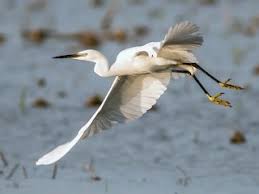 Image result for Egretta garzetta