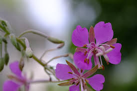 Image result for Epilobium angustifolium