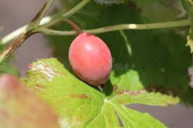 Attēlu rezultāti vaicājumam “Podophyllum hexandrum fruit”