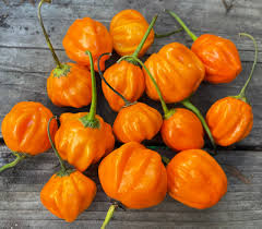 Afbeeldingsresultaat voor aji dulce sweet pepper