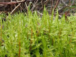 Attēlu rezultāti vaicājumam “Calliergonella cuspidata sporophyte”