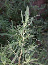 Attēlu rezultāti vaicājumam “Chenopodiaceae”