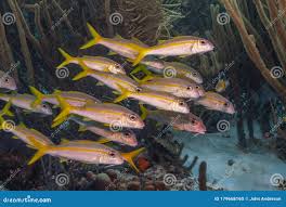 Image result for Ocyurus chrysurus